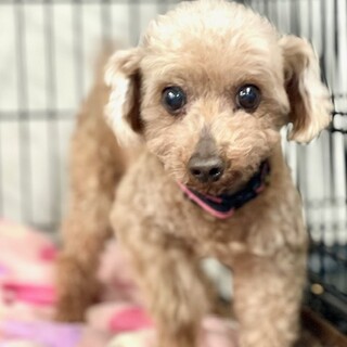 ★シニアにチャンスを★せとか★トイプードル★