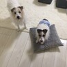 きゃめるちゃん