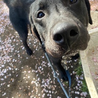 ホップ（ラブラドール）