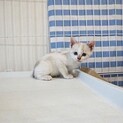 生後1カ月半　沢山の子猫達とお見合いをしませんか？