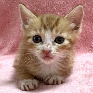 里親決定。保護された姉妹