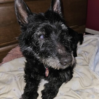 友好的な　シュガーちゃん