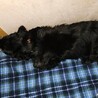 友好的な　シュガーちゃん サムネイル3