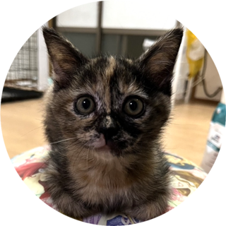 子猫のオリビアちゃん（生後約2カ月）