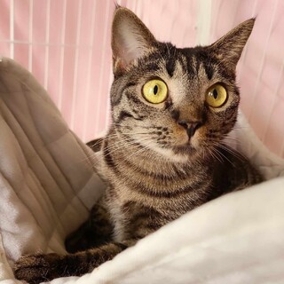 ひとりっこ希望のキジとらちゃん！