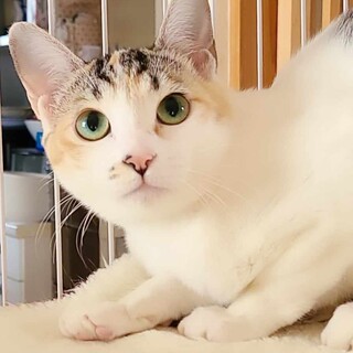 毛並み艶々の白三毛ちゃん！