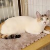 毛並み艶々の白三毛ちゃん！ サムネイル2