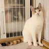 毛並み艶々の白三毛ちゃん！ サムネイル4