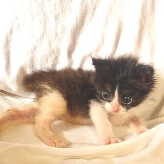 関東でハチワレの里親さん募集します