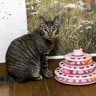 キジトラ 幸せの鍵しっぽ オス　１才