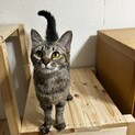 奇跡の生還をした ヤクルトちゃん メス