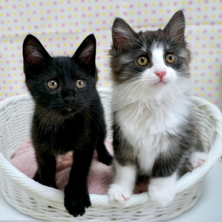 新たなご家族ができました♡