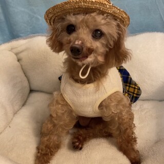 人が大好き！甘えん坊ぷぅちゃん