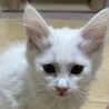 しろみつ