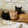元気！可愛い子猫ファミリー(茶トラ、黒猫兄妹) サムネイル4