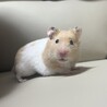 みりぐらむ
