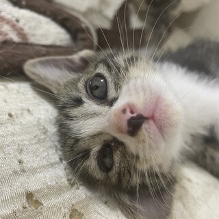 仮名:ふうちゃん