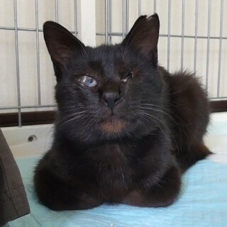 目は見えなくても幸せつかみたい！きらりちゃん♪