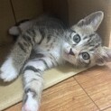 仮名:さくちゃん