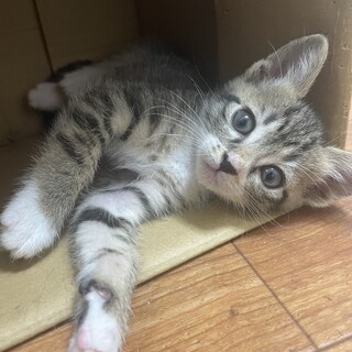 仮名:さくちゃん