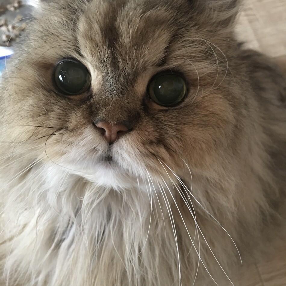 あいのカバー写真