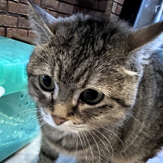 アメショーミックス『ネネ』ちゃん