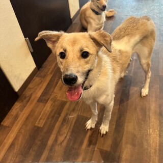 好奇心旺盛な女の子（ワタちゃん）