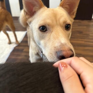 ワンプロ大好きな男の子（ヤマトくん）