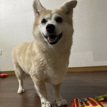11歳になりました⭐︎ 持病もありますが、元気です☆