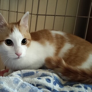 美男子な茶白の男の子‼️