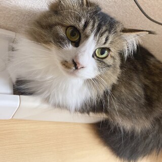 穏やかで人好きなまいちゃん