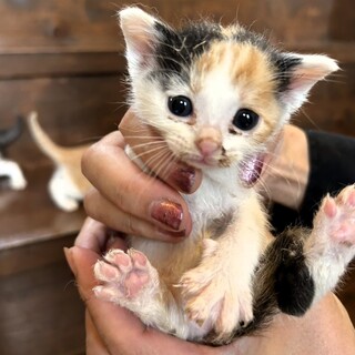 好奇心旺盛な女の子「高」ちゃん♀