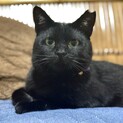 超甘えん坊！人が大好きな黒猫ちゃん♡
