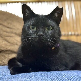 超甘えん坊！人が大好きな黒猫ちゃん♡