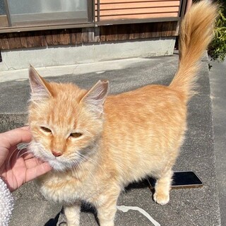 人懐っこい茶トラの女の子❣️