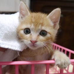 名古屋市/南生涯学習センターで譲渡会 サムネイル2