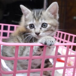 名古屋市/南生涯学習センターで譲渡会 サムネイル3