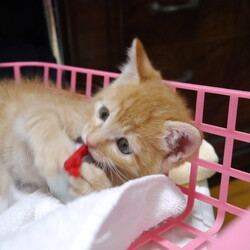 名古屋市/南生涯学習センターで譲渡会