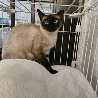 短期間ですが ひまりちゃん 里親さんを募集します