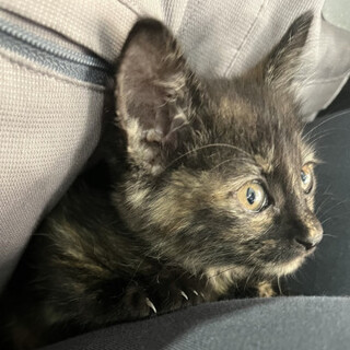 甘えん坊な子猫です！