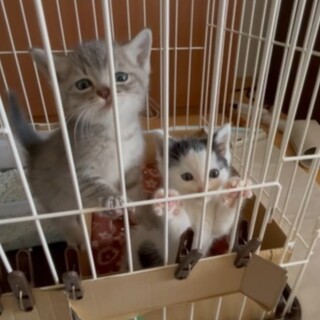 おかっぱ君、サバ白くん☆とっても可愛いです！