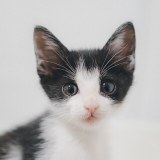 足をよじ登って甘える白黒くん