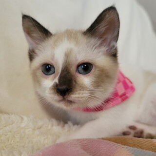 究極のまる顔♡青い瞳♬︎ラテちゃん♡1ヶ月半