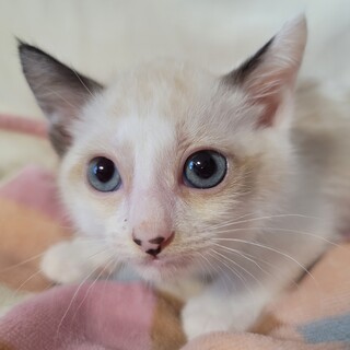 大人気カラー♬キャラメルくん♡１ヶ月半