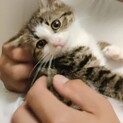 性格花丸☆パレ子