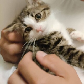 性格花丸☆パレ子