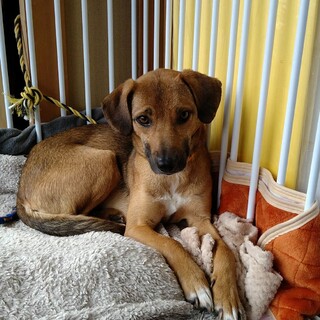 表情豊かな女の子4歳の『りんこ』ちゃん