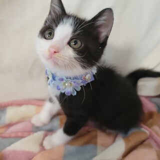 丸顔まんまるボディ♬ボスくん♡１ヶ月半