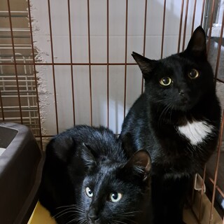 黒猫ブラザーズ