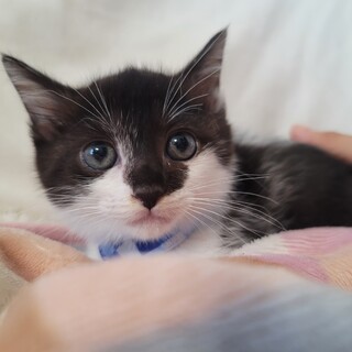 瞳の色がオシャレ♬ルイくん♡１ヶ月半